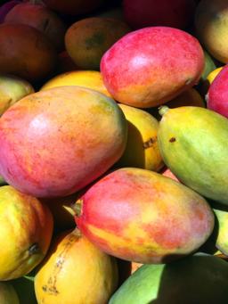 Alphonso Mango (GI Tagged) thumbnail 2