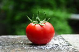 Bhagwa Pomegranate thumbnail 1